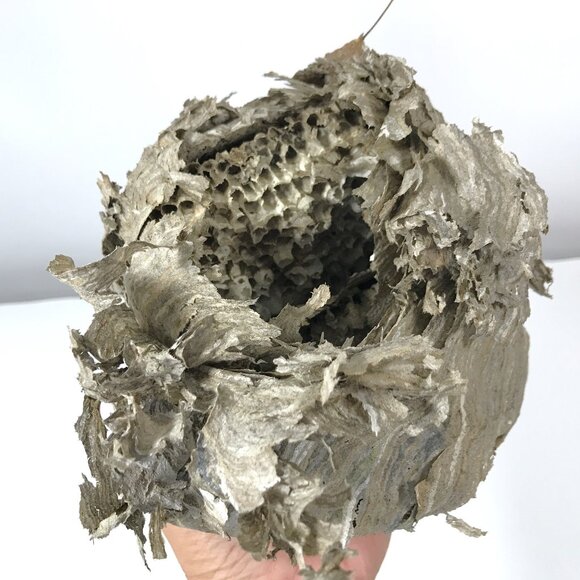 Bald Faced Hornet Paper Wasp Bee Nest - Picture 1 of 8